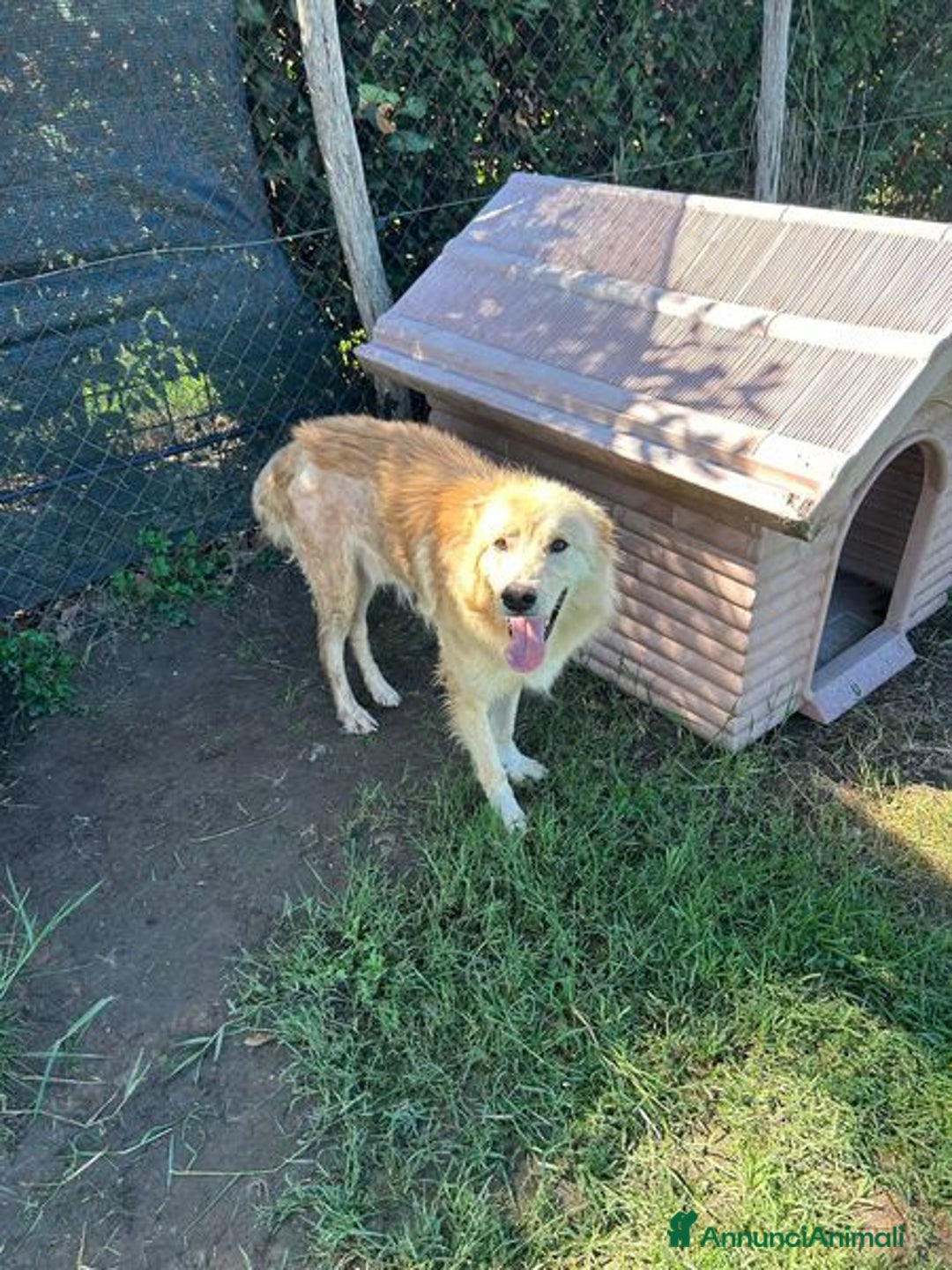 Golden Retriever cani in regalo: FLIPPER, adozione del cuore - Annuncio 5