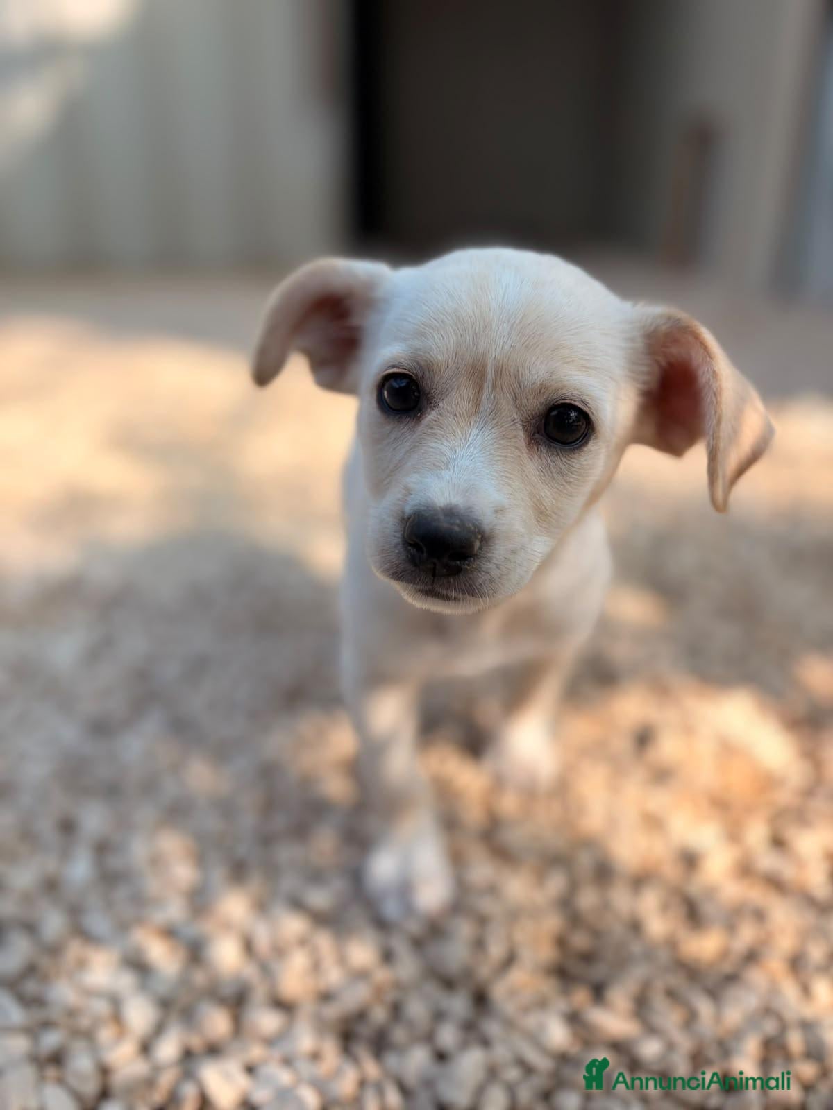 Meticcio cani LA TENERA ZOE - Annuncio 8