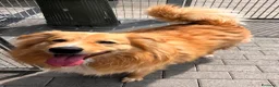 Meticcio cani in regalo: DIOR BELLISSIMO  - Annuncio 10