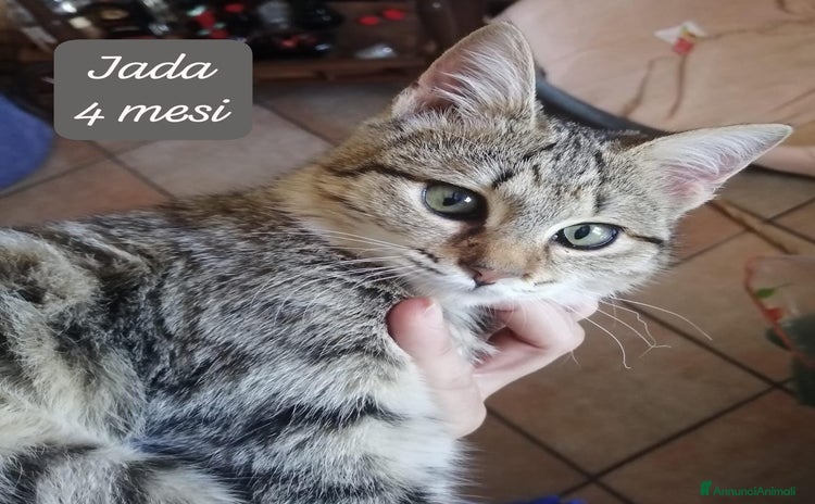 Europeo gatti - Annuncio 19