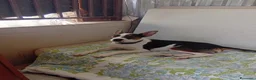 Meticcio cani in regalo: Wendy dolcissima cagnolina taglia medio piccola  - Annuncio 3