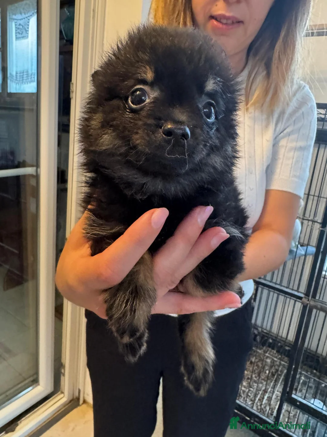 Spitz cani in vendita: Spitz di Pomerania  a Provincia di Ancona - Annuncio 6