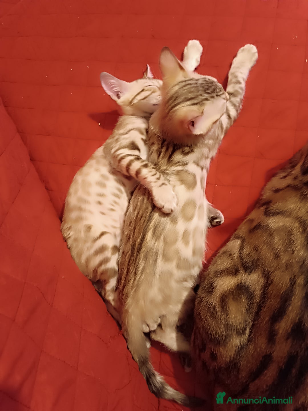 Bengala gatti in vendita: Cuccioli di Bengal in standard Snow Mink  - Annuncio 3