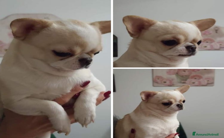 Chihuahua cani Chihuahua cuccioli con pedigree ENCI  - Annuncio 1