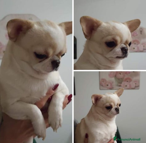 Chihuahua cani Chihuahua cuccioli con pedigree ENCI - Annuncio 1