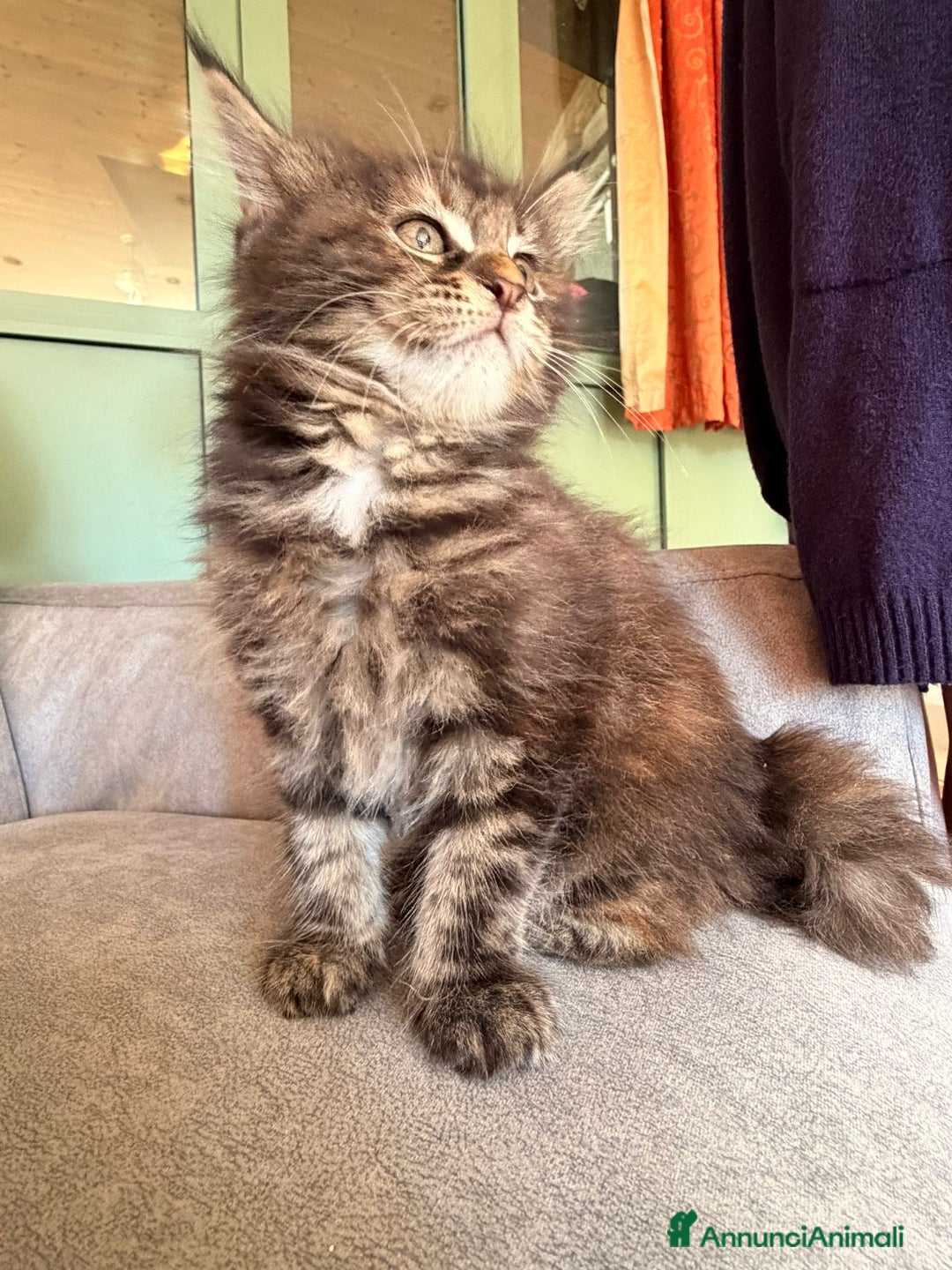 Maine Coon gatti in vendita: Cuccioli Maine Coon  - Immagine 5
