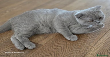 Scottish gatti a Provincia di Biella - Annuncio 9
