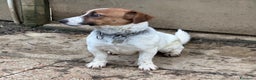 Jack Russell cani in vendita: Cucciola Jack Russell  pelo liscio con pedigree - Annuncio 1