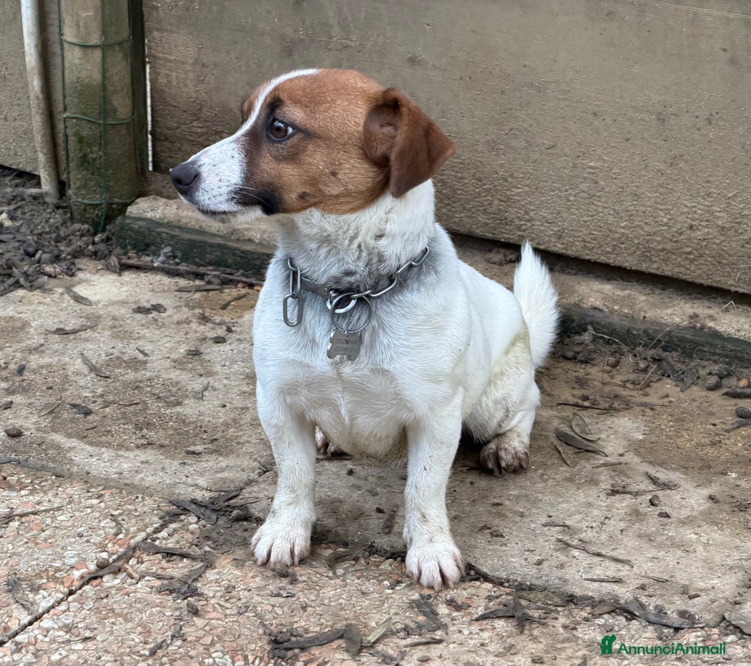 Jack Russell cani in vendita: Cucciola Jack Russell  pelo liscio con pedigree - Annuncio 1