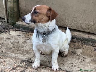 Jack Russell cani Cucciola Jack Russell pelo liscio con pedigree - Annuncio 3