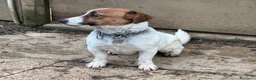 Jack Russell cani in vendita: Cucciola Jack Russell  pelo liscio con pedigree - Annuncio 1