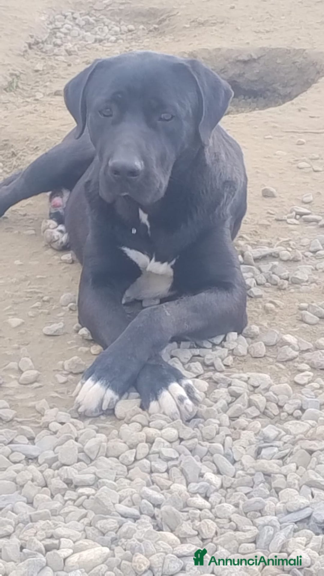 Meticcio cani in regalo: Lupin  - Annuncio 2