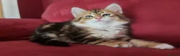 Siberiano gatti in vendita: Cucciolo Siberiano Certificato  - Annuncio 14
