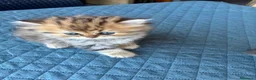 Persiano gatti in vendita: Gattini persiani chinchilla maschi  - Annuncio 20