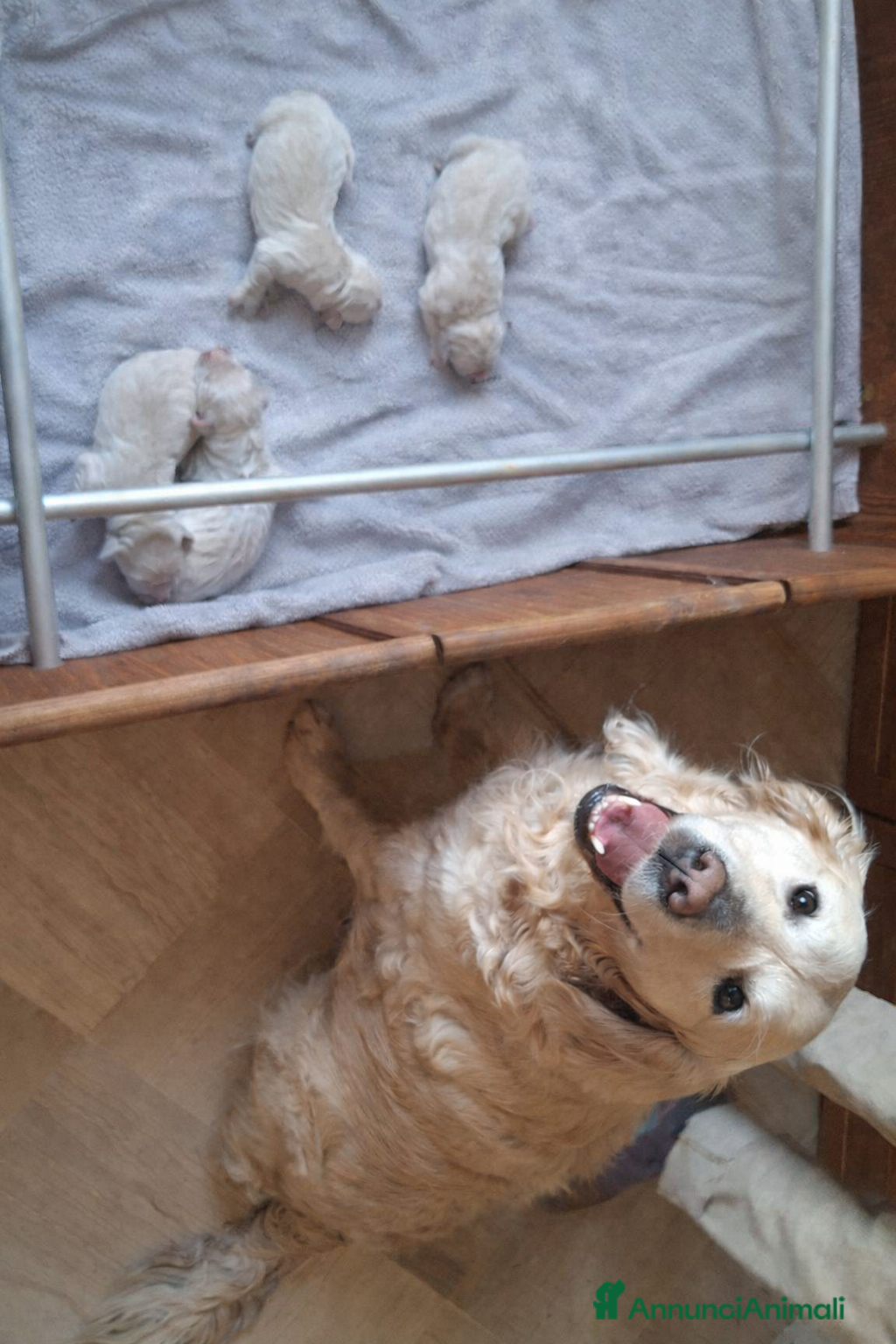 Golden Retriever cani Cucciolata di Golden Retriever - Annuncio 1