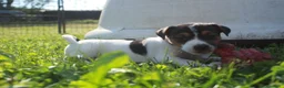 Jack Russell cani in vendita: Jack Russell terrier femmine pedigree - Annuncio 5