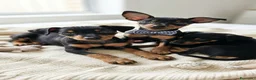Pinscher Miniatura cani in vendita: Pinscher miniatura purissimi  a Provincia di Latina - Annuncio 3