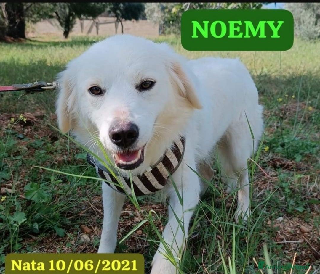 Meticcio cani in regalo: Fratello/sorella 4anni tg media bellissimi CALABRI - Annuncio 1