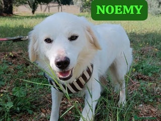 Meticcio cani Fratello/sorella 4anni tg media bellissimi CALABRI - Annuncio 9