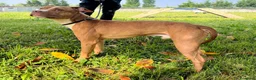 Meticcio cani in regalo: DANKO BELLISSIMO PIT - Annuncio 6