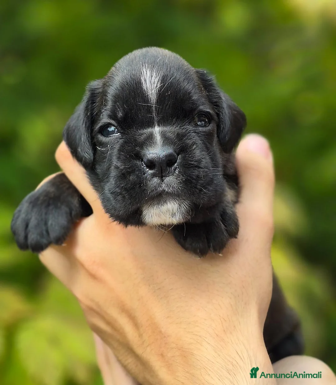 Boxer cani in vendita: Boxer cuccioli - Annuncio 2