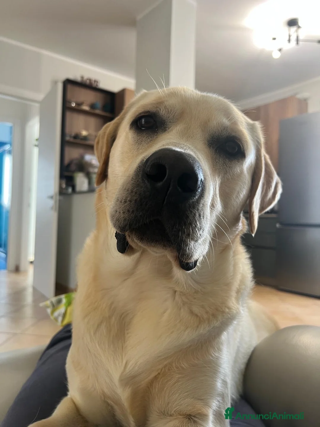 Labrador cani per accoppiamento: Principe Baloo cerca moglie-cane per monta a Città metropolitana di Roma Capitale - Annuncio 9