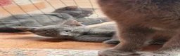 Blu di Russia gatti in vendita: Blu di Russia  - Annuncio 6