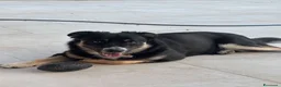 Meticcio cani in regalo: CERCA FAMIGLIA RESPONSABILE PER KEN - Annuncio 2