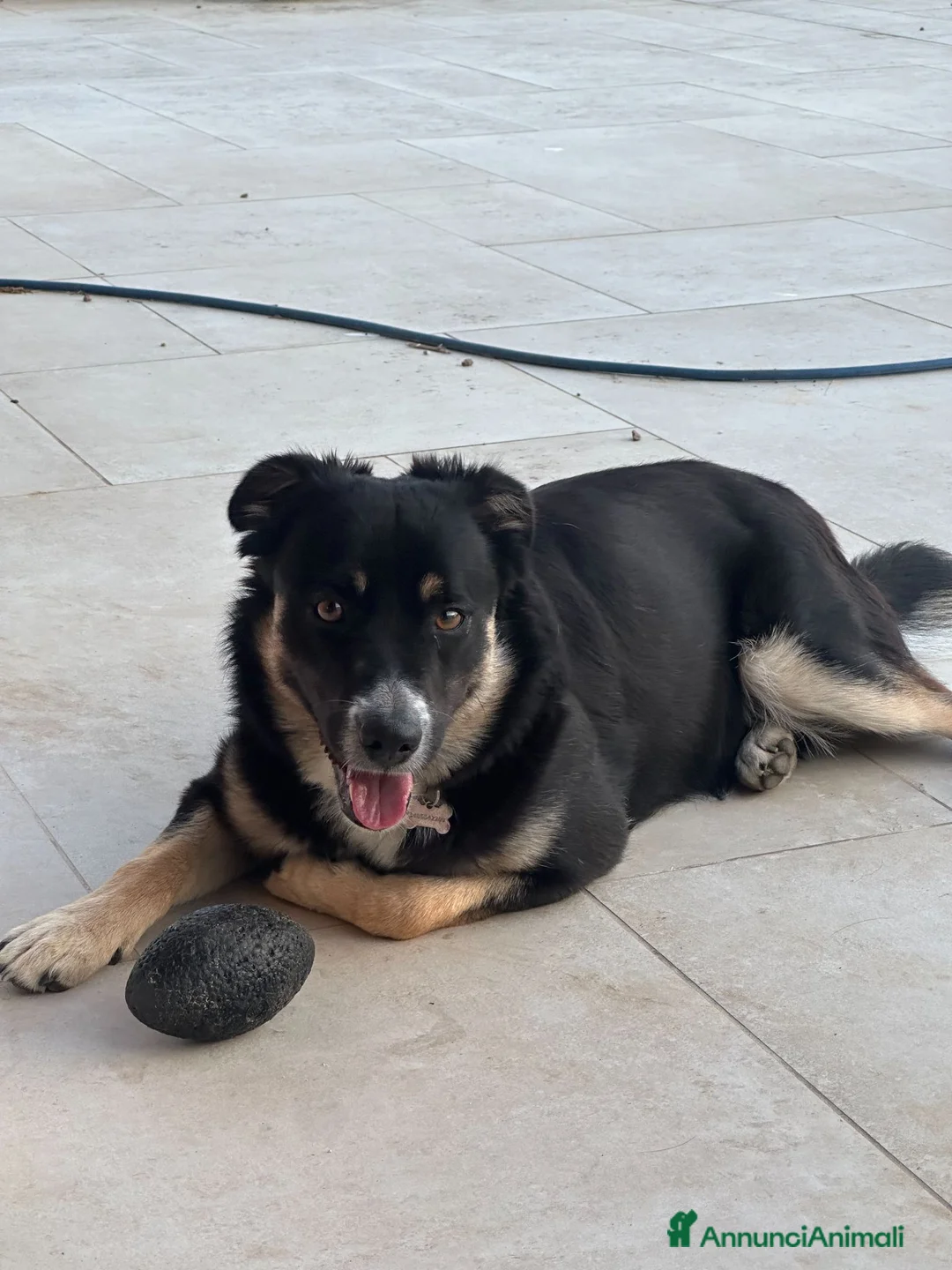 Meticcio cani in regalo: CERCA FAMIGLIA RESPONSABILE PER KEN - Annuncio 2