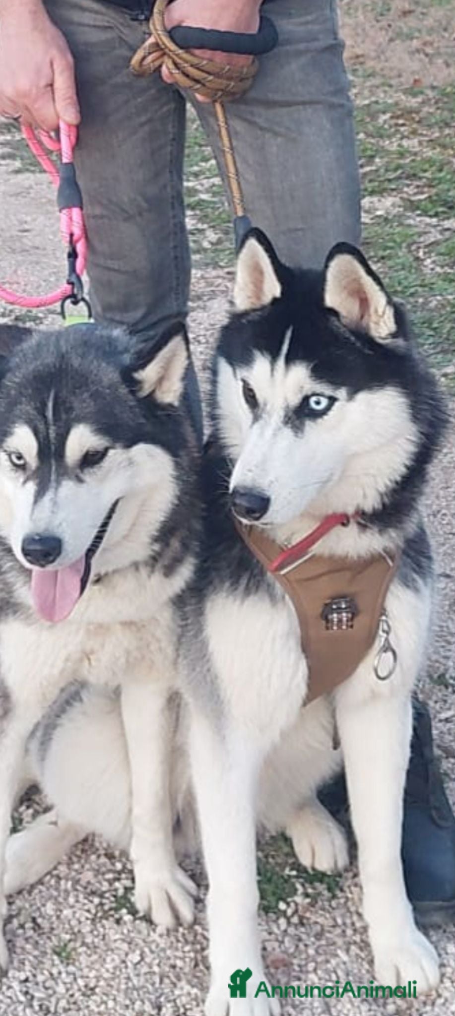 Husky cani vendo coppia husky  urgente  - Annuncio 7