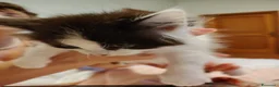 Siberiano gatti in vendita: Cucciolini di gatto siberizno cresciuti in casa - Annuncio 13