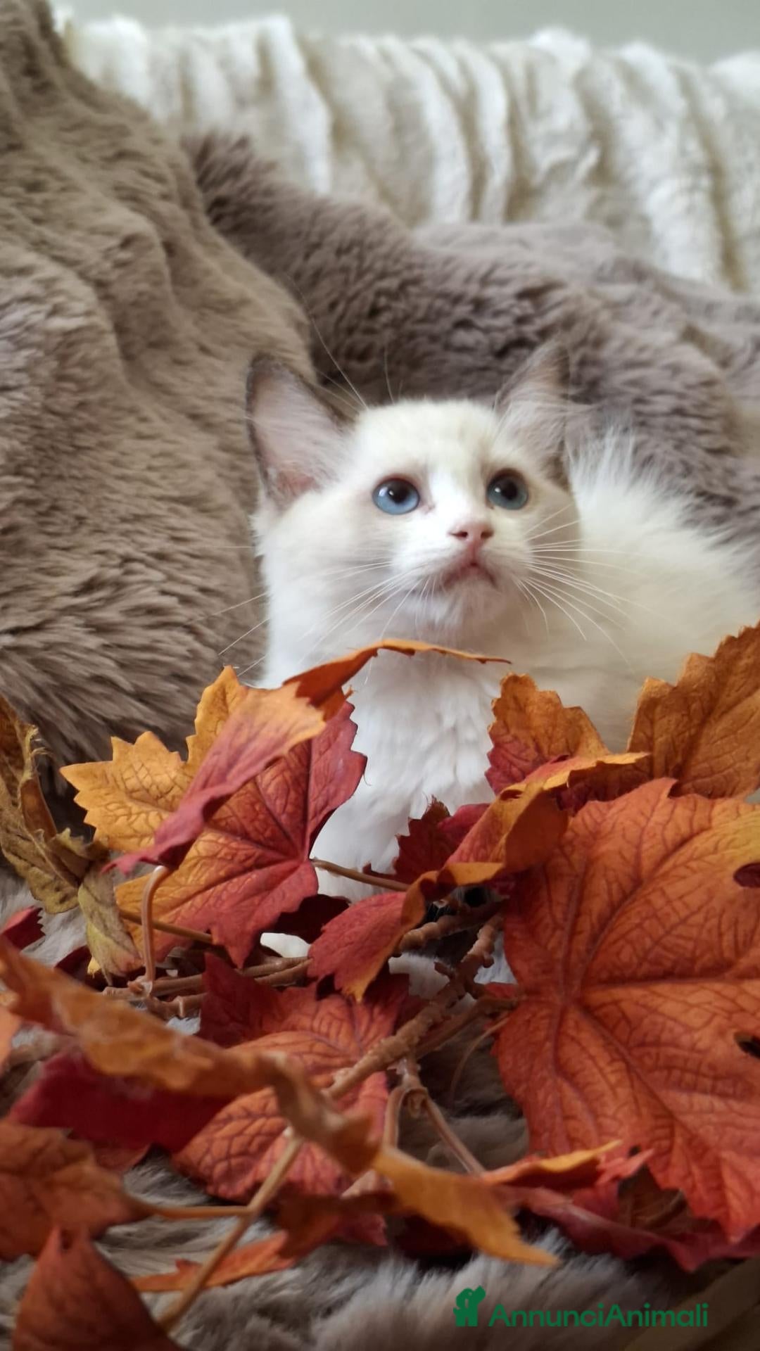 Ragdoll gatti Ragdoll con Pedigree  - Annuncio 2