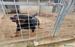 Rottweiler cani in regalo: Ares: 5 anni, Rottweiler equilibrato, socievole  a Città Metropolitana di Genova - Immagine 4
