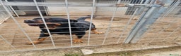 Rottweiler cani in regalo: Ares: 5 anni, Rottweiler equilibrato, socievole  a Città Metropolitana di Genova - Annuncio 6