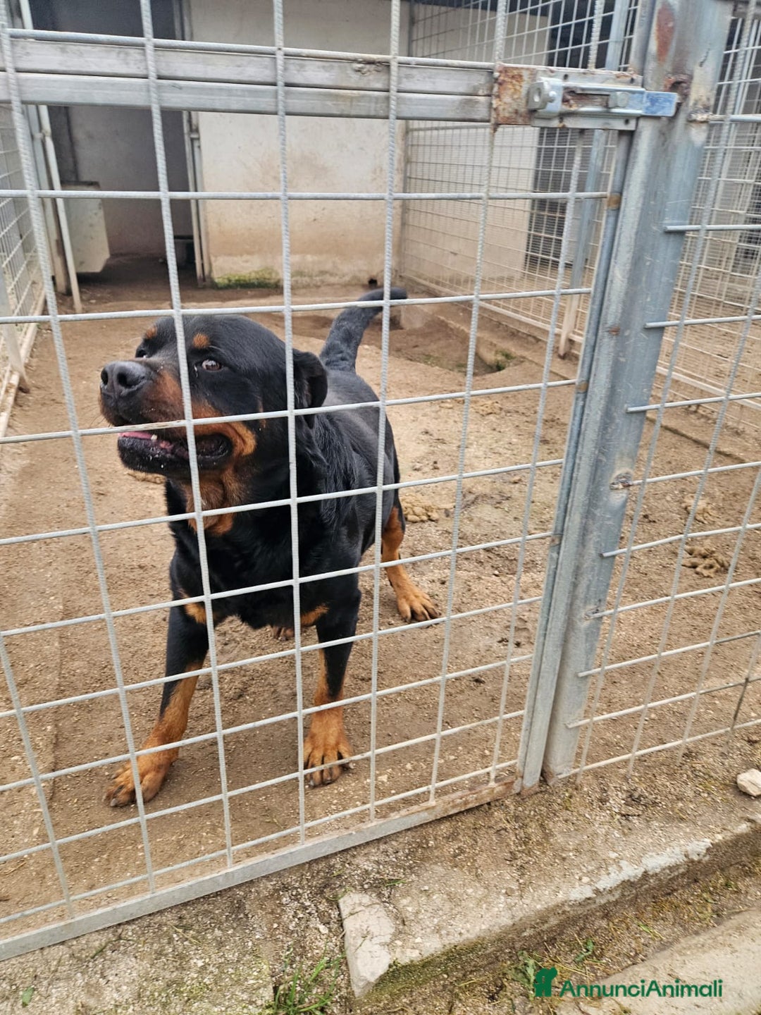 Rottweiler cani in regalo: Ares: 5 anni, Rottweiler equilibrato, socievole  a Città Metropolitana di Genova - Immagine 4