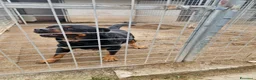 Rottweiler cani in regalo: Ares: 7 anni, Rottweiler equilibrato, socievole  a Città Metropolitana di Genova - Annuncio 7