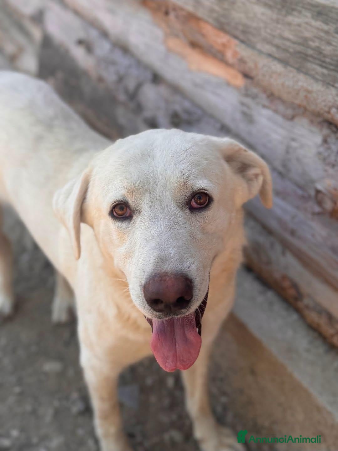 Labrador cani Rolly - Annuncio 1