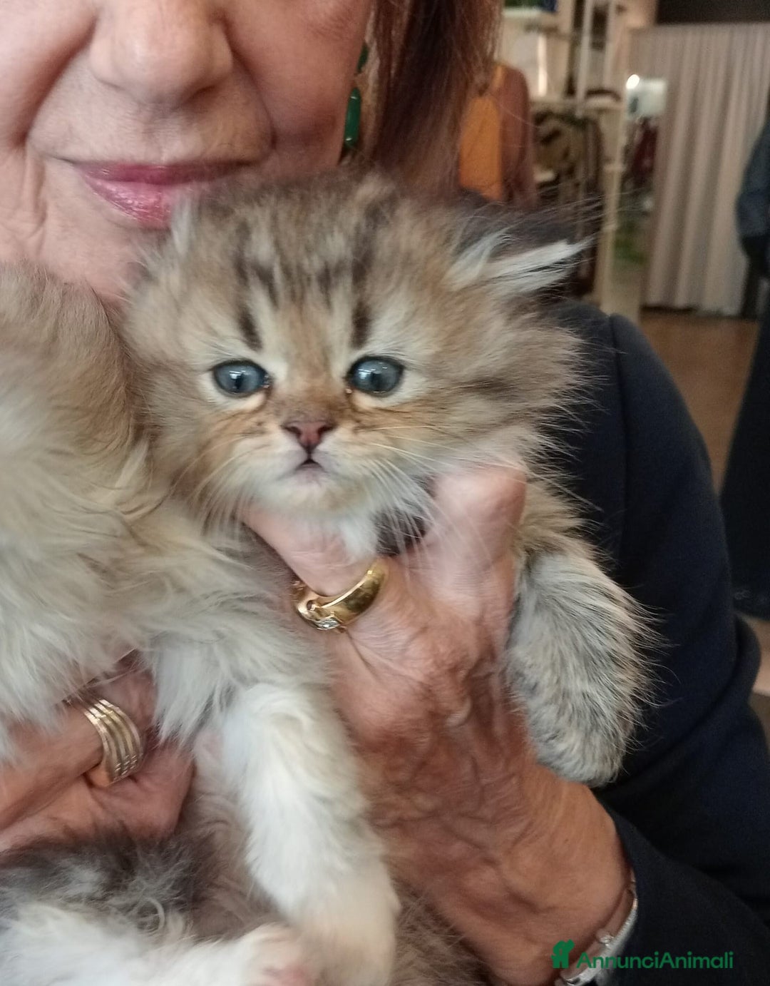 Persiano gatti in vendita: Gattini persiani normotipo  - Annuncio 20