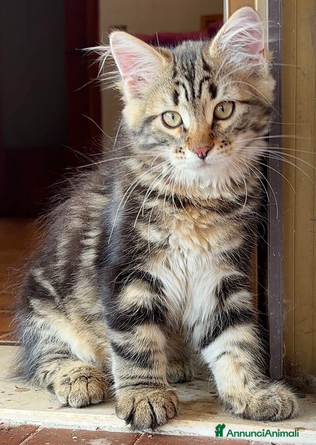 Siberiano gatti in vendita: Cuccioli di gatto siberiano con pedigree a Provincia di Alessandria - Immagine 4