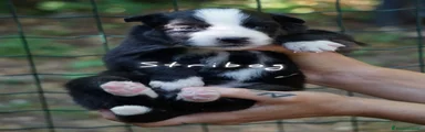 Yakutian Laika Cucciolo 3