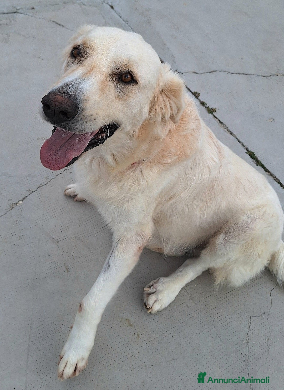 Meticcio cani in regalo: Noè 1 anno taglia grande  - Annuncio 7