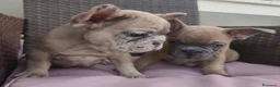 Bulldog Francese cani in vendita: Bulldog francese  - Annuncio 10