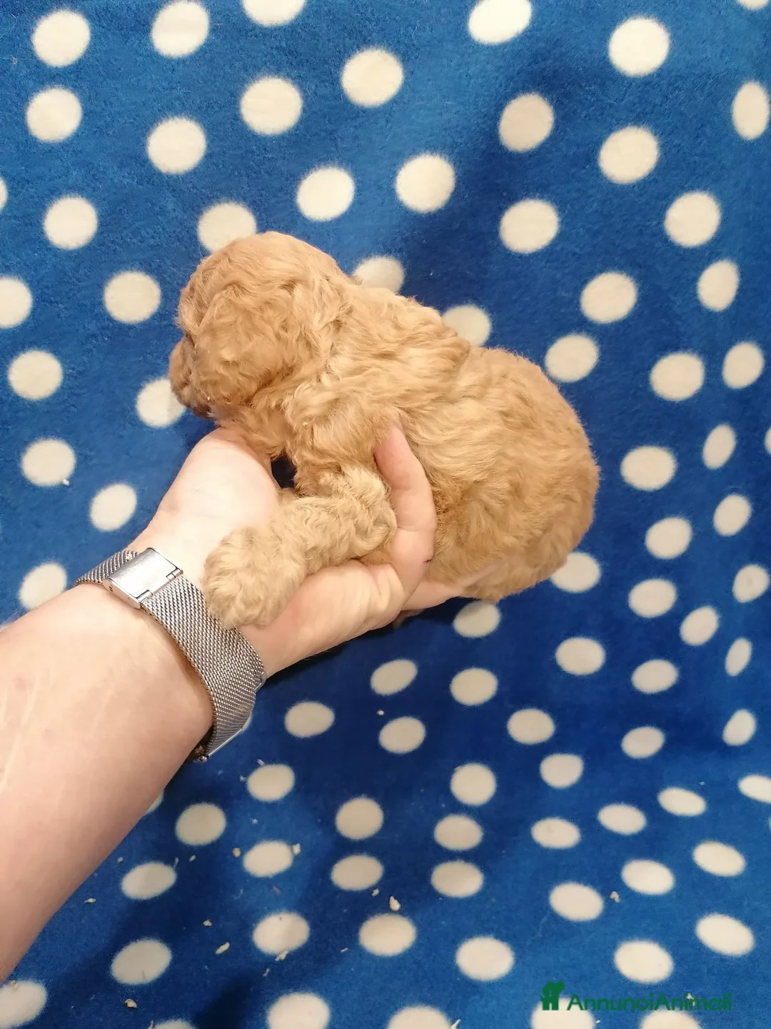 Barboncino cani in vendita: Barboncini nani cuccioli - Annuncio 2