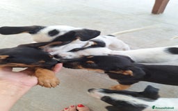 Altre razze cani in regalo: Cuccioli cercano casa  - Immagine 8