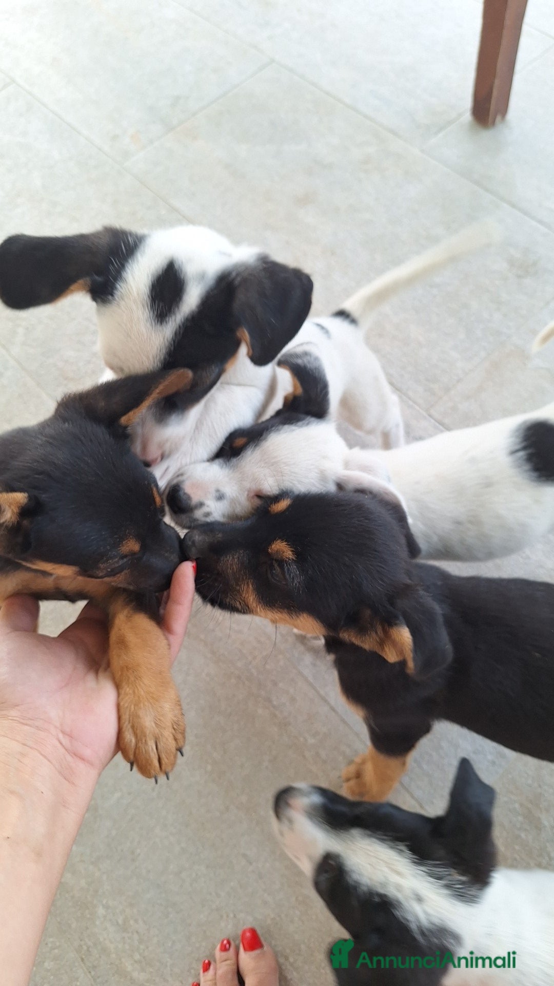 Altre razze cani in regalo: Cuccioli cercano casa  - Immagine 8