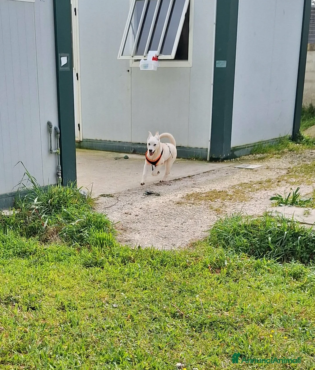 Meticcio cani in regalo: Mario mix akita in adozione  - Annuncio 2