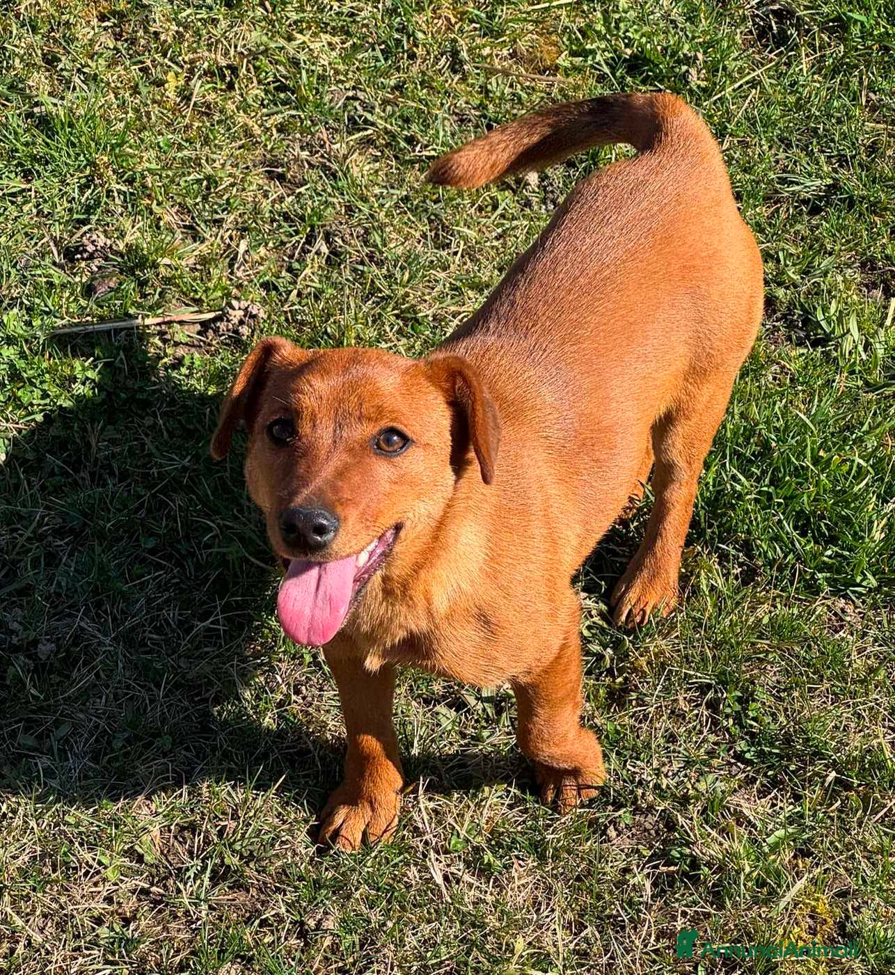 Meticcio cani NIKITA, cucciola mix PINSCHER! Dolcissima - Annuncio 39