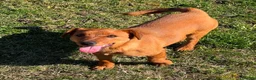 Meticcio cani in regalo: NIKITA, cucciola mix PINSCHER! Dolcissima - Annuncio 1