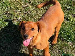 Meticcio cani NIKITA, cucciola mix PINSCHER! Dolcissima - Annuncio 36