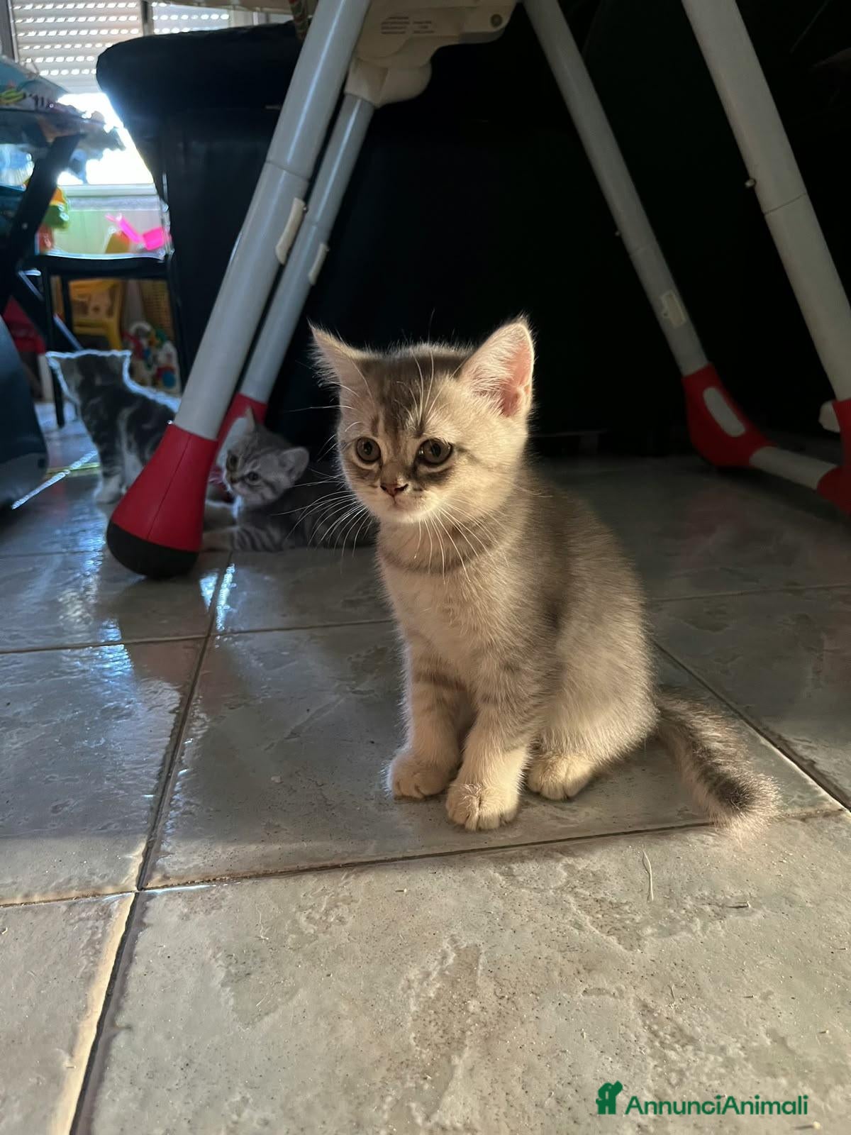 Scottish gatti Cucciolata di gatti scottish fold e straight  - Annuncio 10